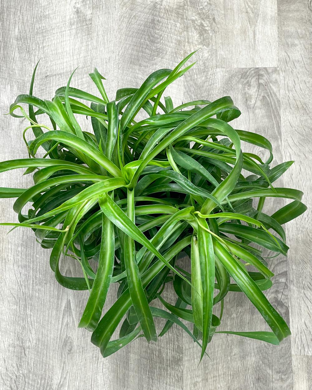 Spider Plant